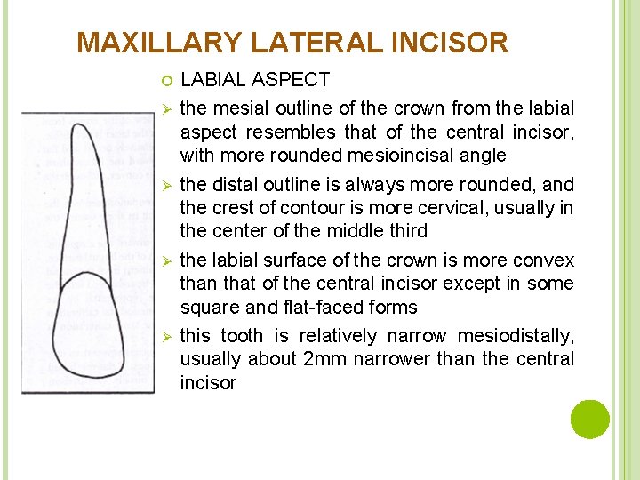 MAXILLARY LATERAL INCISOR Ø Ø LABIAL ASPECT the mesial outline of the crown from