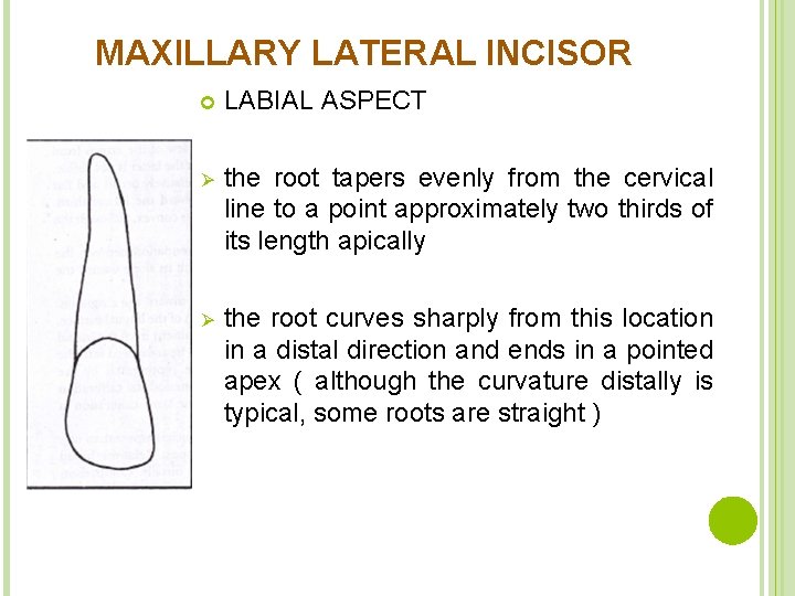 MAXILLARY LATERAL INCISOR LABIAL ASPECT Ø the root tapers evenly from the cervical line