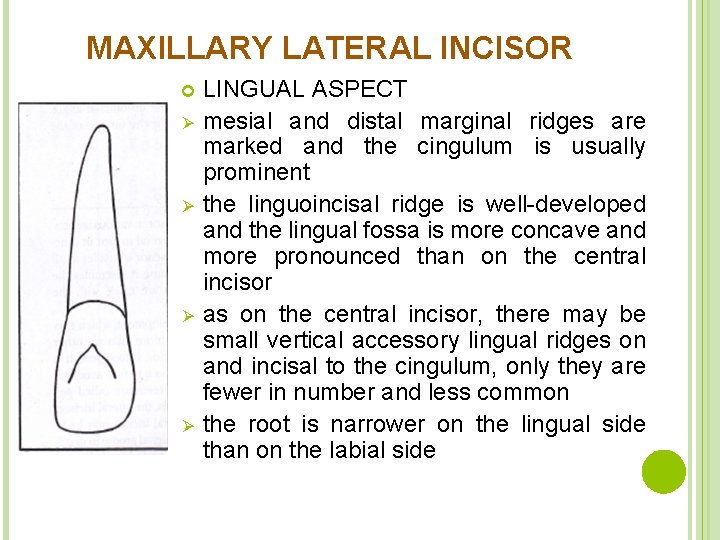 MAXILLARY LATERAL INCISOR Ø Ø LINGUAL ASPECT mesial and distal marginal ridges are marked