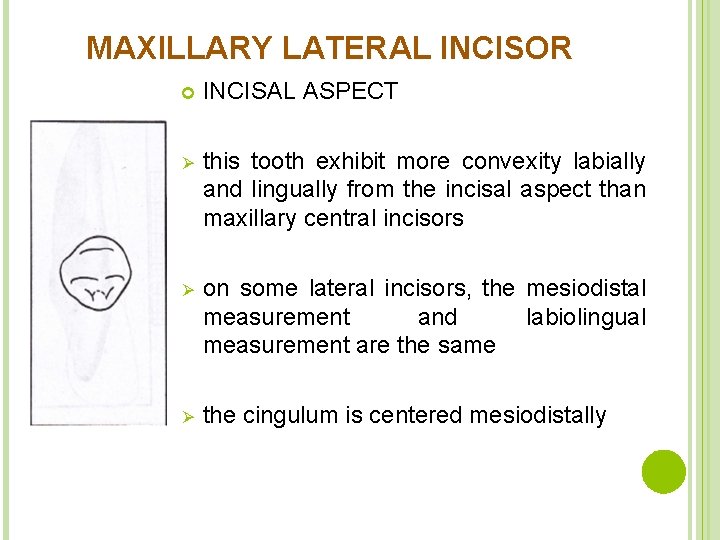 MAXILLARY LATERAL INCISOR INCISAL ASPECT Ø this tooth exhibit more convexity labially and lingually