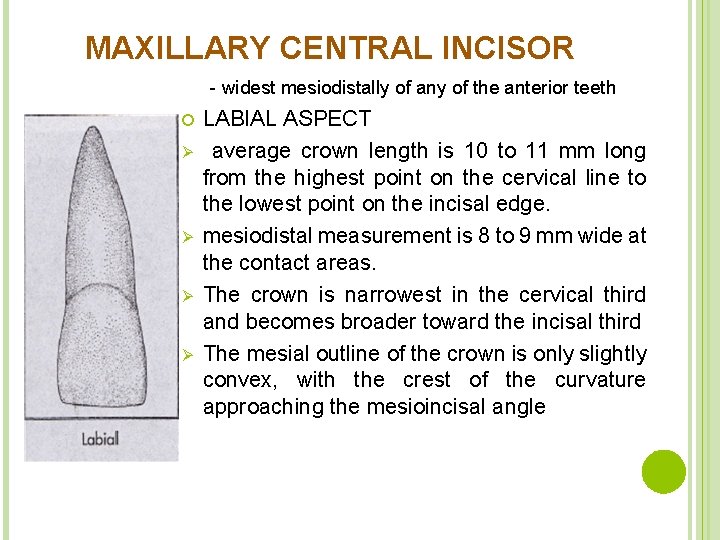 MAXILLARY CENTRAL INCISOR - widest mesiodistally of any of the anterior teeth Ø Ø