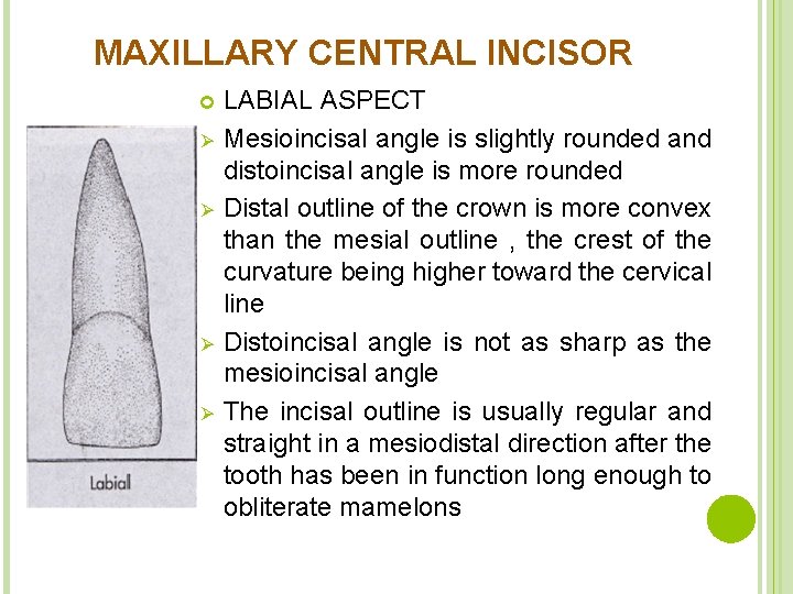 MAXILLARY CENTRAL INCISOR Ø Ø LABIAL ASPECT Mesioincisal angle is slightly rounded and distoincisal