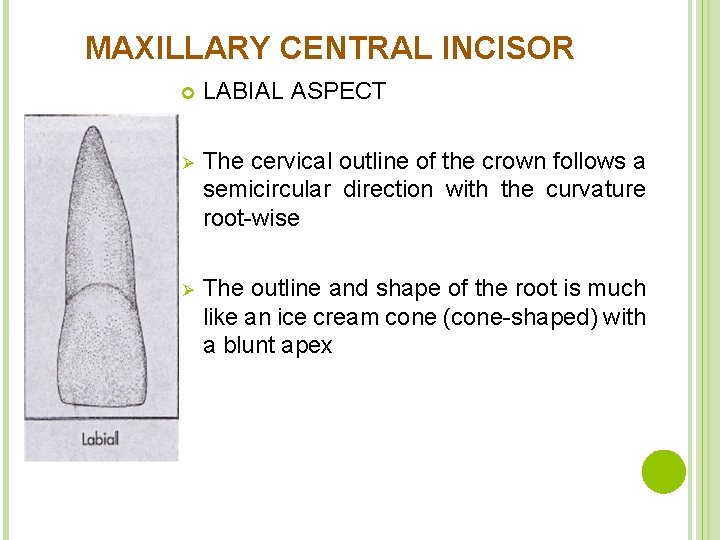 MAXILLARY CENTRAL INCISOR LABIAL ASPECT Ø The cervical outline of the crown follows a