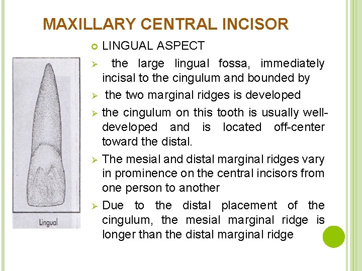 MAXILLARY CENTRAL INCISOR Ø Ø Ø LINGUAL ASPECT the large lingual fossa, immediately incisal