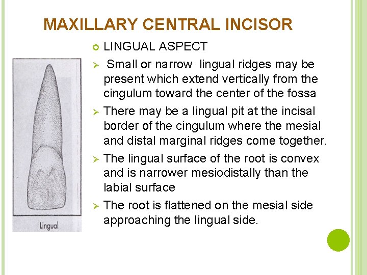 MAXILLARY CENTRAL INCISOR Ø Ø LINGUAL ASPECT Small or narrow lingual ridges may be