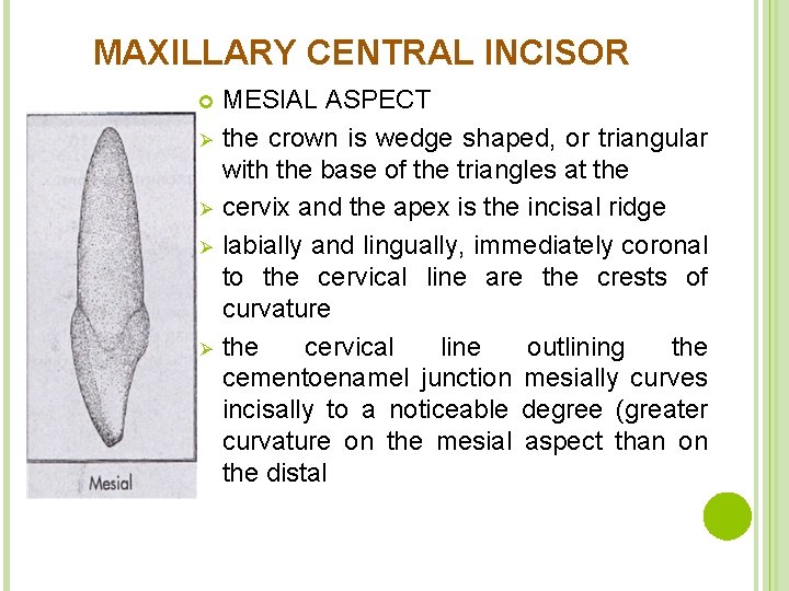 MAXILLARY CENTRAL INCISOR Ø Ø MESIAL ASPECT the crown is wedge shaped, or triangular