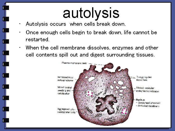 autolysis • Autolysis occurs when cells break down. • Once enough cells begin to