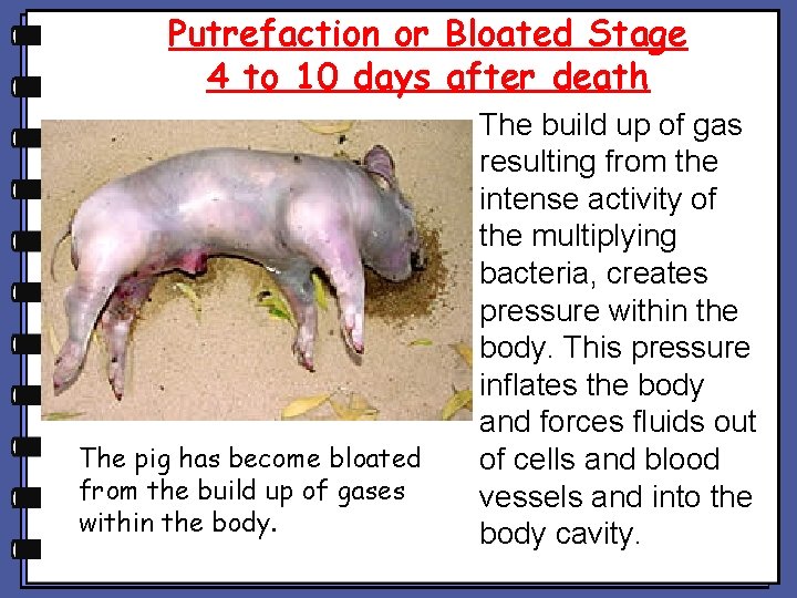 Putrefaction or Bloated Stage 4 to 10 days after death The pig has become