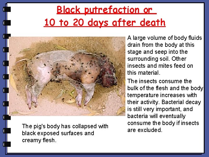 Black putrefaction or 10 to 20 days after death The pig's body has collapsed