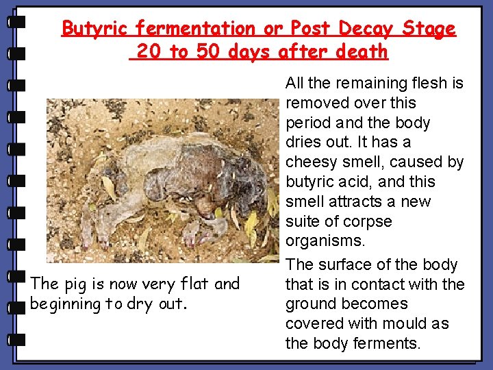 Butyric fermentation or Post Decay Stage 20 to 50 days after death The pig