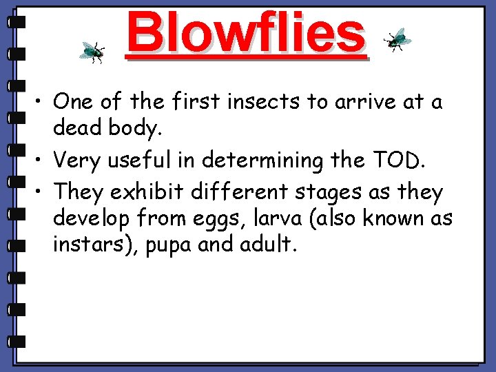 Blowflies • One of the first insects to arrive at a dead body. •