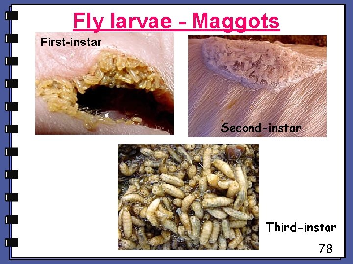 Fly larvae - Maggots First-instar Second-instar Third-instar 78 