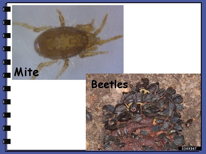 Mite Beetles 