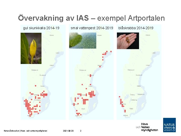 Övervakning av IAS – exempel Artportalen gul skunkkalla ->2013 2014 -19 Naturvårdsverket | Havs-