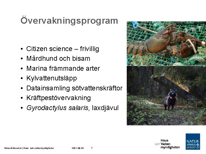 Övervakningsprogram • • Citizen science – frivillig Mårdhund och bisam Marina främmande arter Kylvattenutsläpp