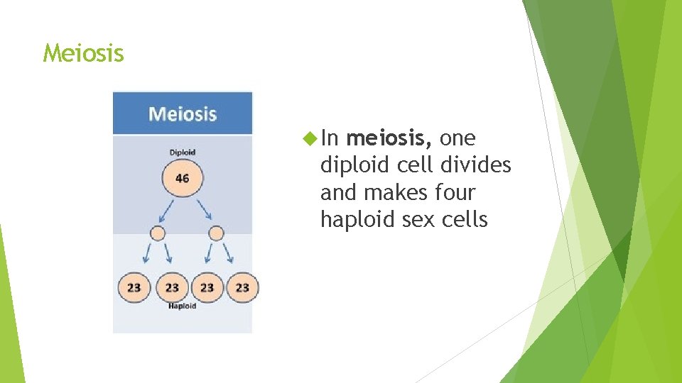 Meiosis In meiosis, one diploid cell divides and makes four haploid sex cells Meiosis In meiosis, one diploid cell divides and makes four haploid sex cells