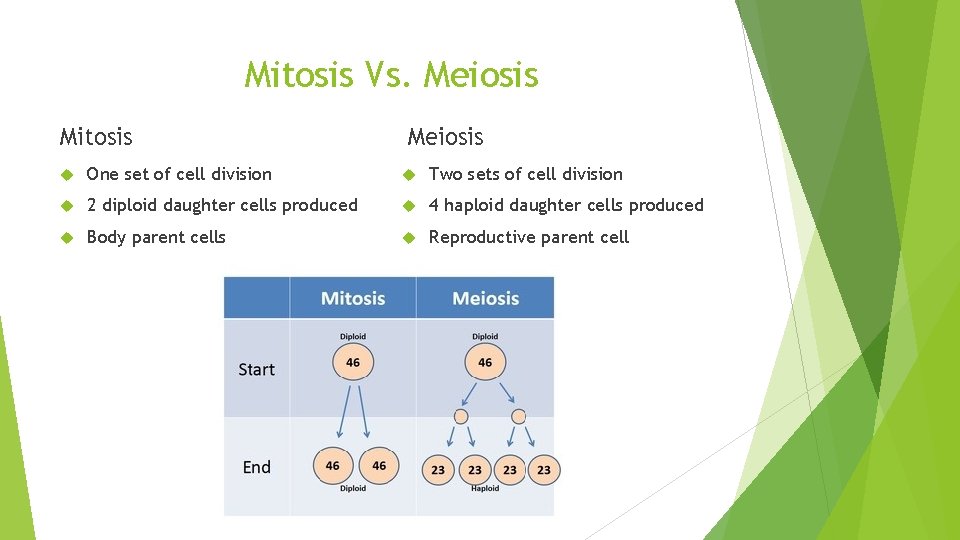 Mitosis Vs. Meiosis Mitosis Meiosis One set of cell division Two sets of cell Mitosis Vs. Meiosis Mitosis Meiosis One set of cell division Two sets of cell