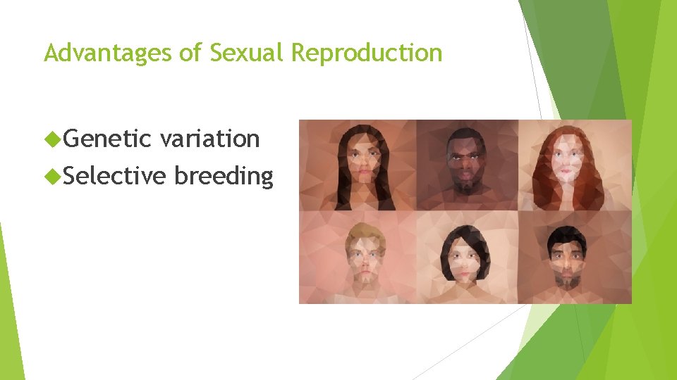 Advantages of Sexual Reproduction Genetic variation Selective breeding Advantages of Sexual Reproduction Genetic variation Selective breeding
