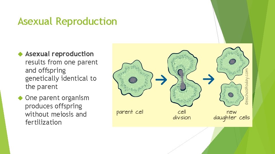 Asexual Reproduction Asexual reproduction results from one parent and offspring genetically identical to the Asexual Reproduction Asexual reproduction results from one parent and offspring genetically identical to the