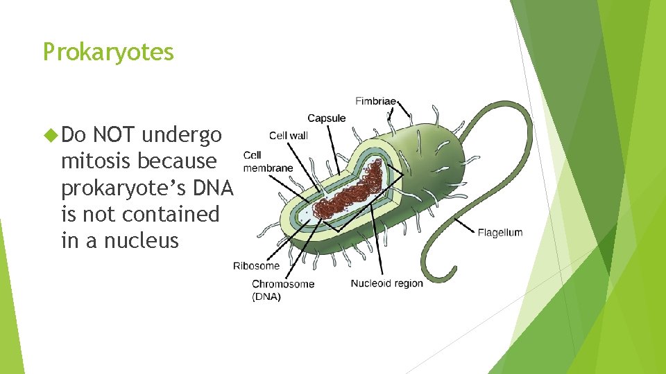Prokaryotes Do NOT undergo mitosis because prokaryote’s DNA is not contained in a nucleus Prokaryotes Do NOT undergo mitosis because prokaryote’s DNA is not contained in a nucleus