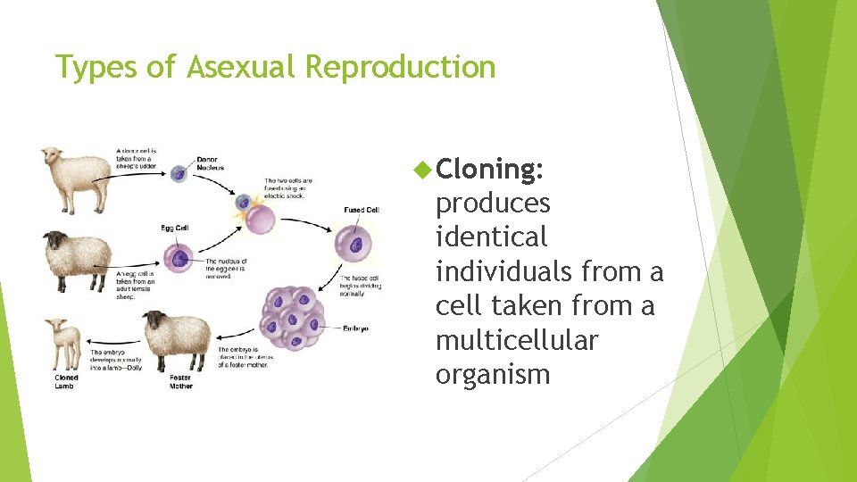 Types of Asexual Reproduction Cloning: produces identical individuals from a cell taken from a Types of Asexual Reproduction Cloning: produces identical individuals from a cell taken from a