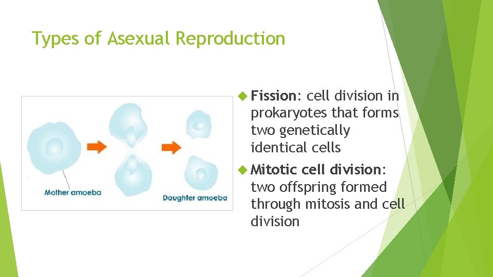 Types of Asexual Reproduction Fission: cell division in prokaryotes that forms two genetically identical Types of Asexual Reproduction Fission: cell division in prokaryotes that forms two genetically identical