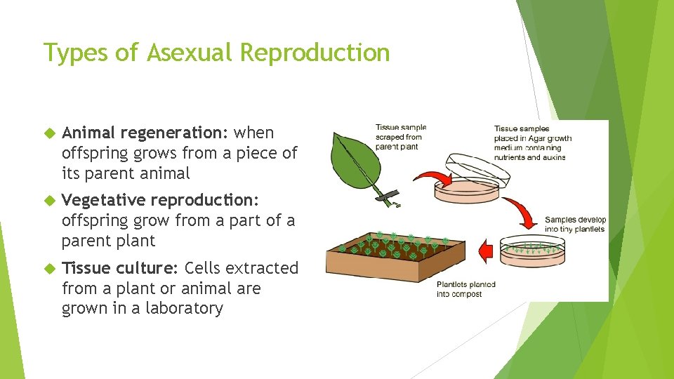 Types of Asexual Reproduction Animal regeneration: when offspring grows from a piece of its Types of Asexual Reproduction Animal regeneration: when offspring grows from a piece of its