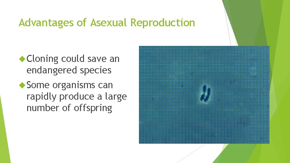 Advantages of Asexual Reproduction Cloning could save an endangered species Some organisms can rapidly Advantages of Asexual Reproduction Cloning could save an endangered species Some organisms can rapidly
