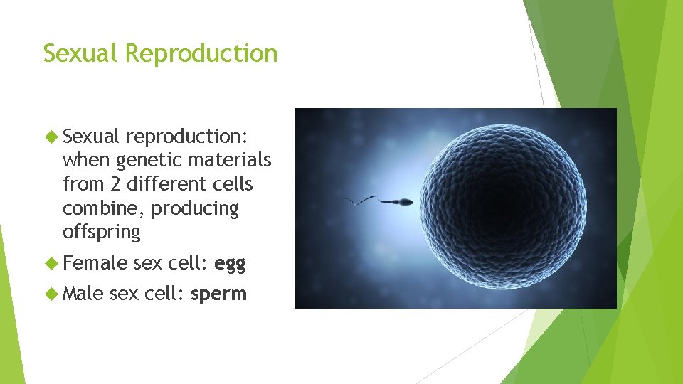 Sexual Reproduction Sexual reproduction: when genetic materials from 2 different cells combine, producing offspring Sexual Reproduction Sexual reproduction: when genetic materials from 2 different cells combine, producing offspring