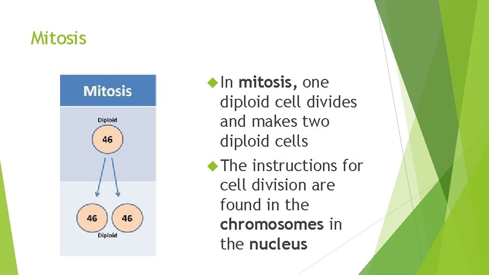 Mitosis In mitosis, one diploid cell divides and makes two diploid cells The instructions Mitosis In mitosis, one diploid cell divides and makes two diploid cells The instructions