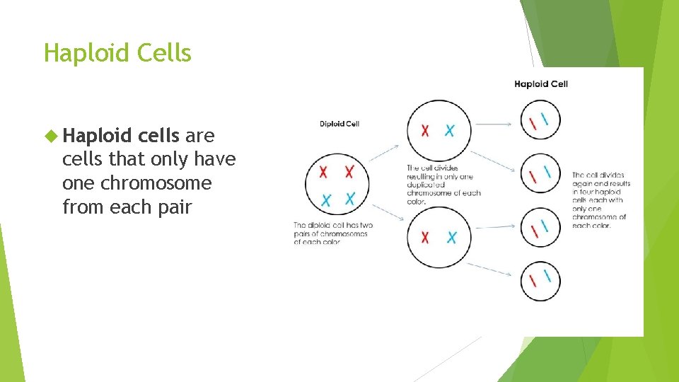 Haploid Cells Haploid cells are cells that only have one chromosome from each pair Haploid Cells Haploid cells are cells that only have one chromosome from each pair