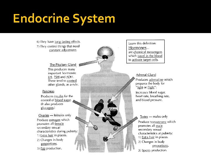 Endocrine System 