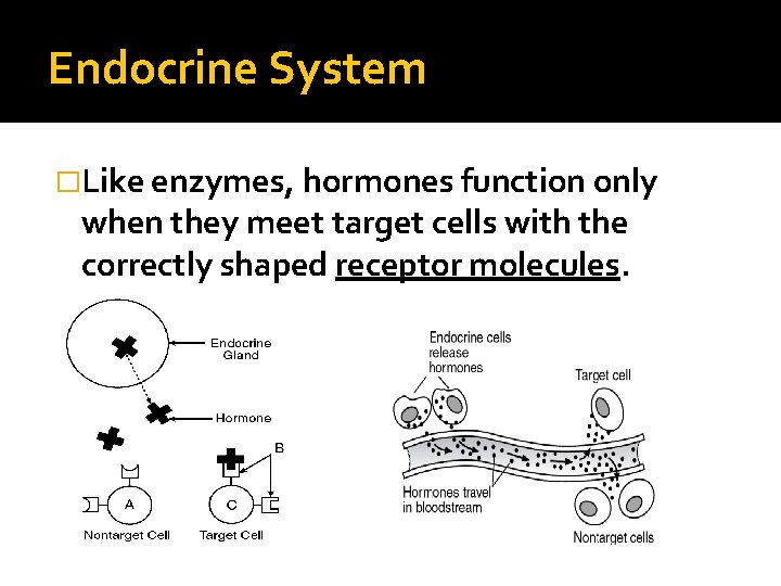 Endocrine System �Like enzymes, hormones function only when they meet target cells with the