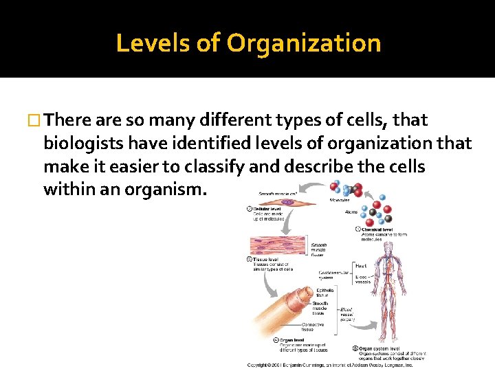 Levels of Organization � There are so many different types of cells, that biologists