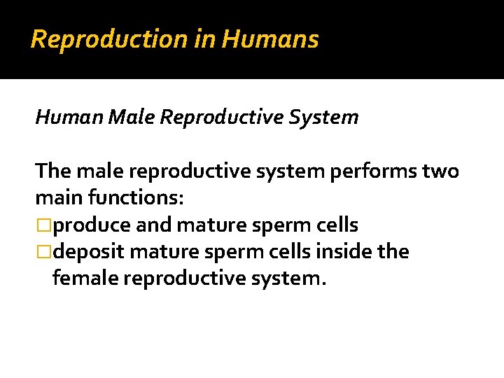 Reproduction in Humans Human Male Reproductive System The male reproductive system performs two main