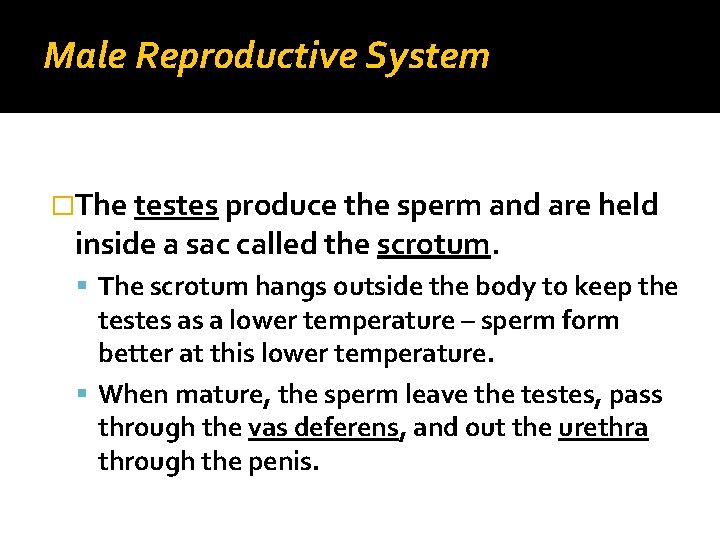 Male Reproductive System �The testes produce the sperm and are held inside a sac