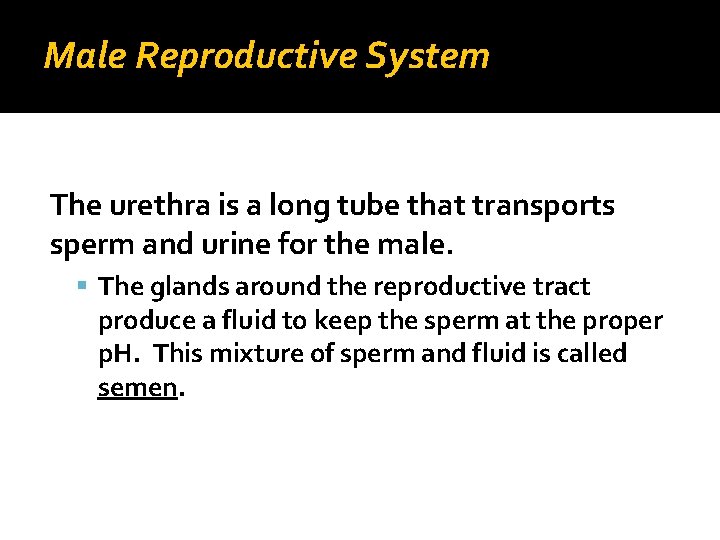 Male Reproductive System The urethra is a long tube that transports sperm and urine