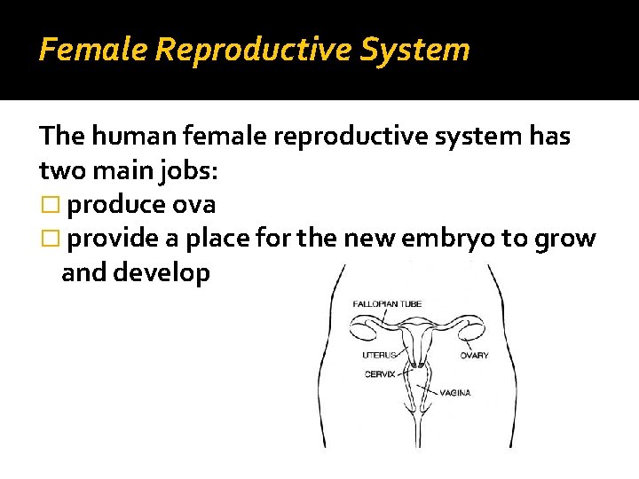 Female Reproductive System The human female reproductive system has two main jobs: � produce