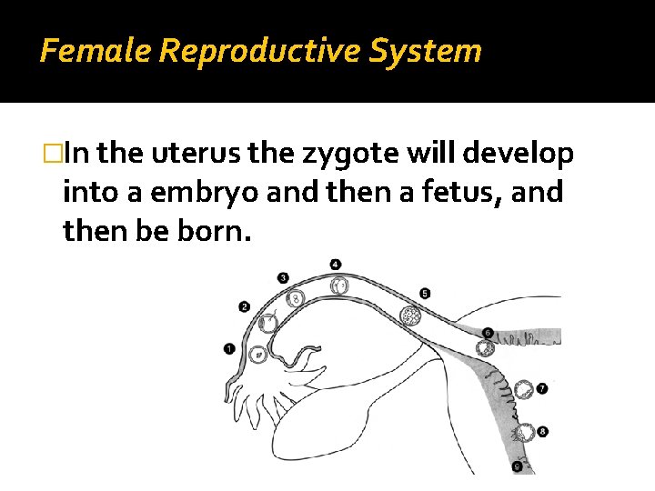 Female Reproductive System �In the uterus the zygote will develop into a embryo and