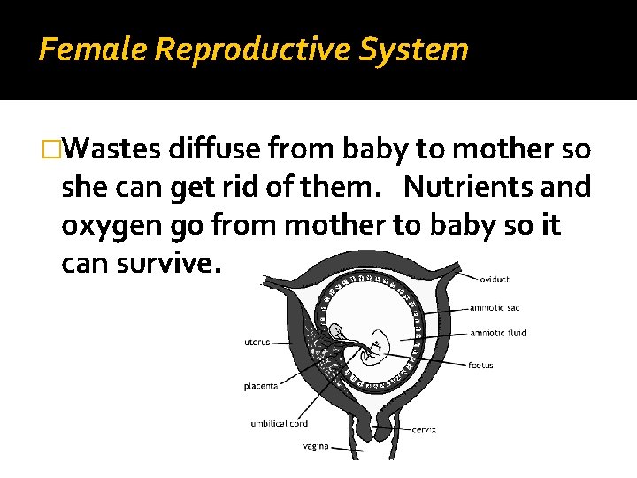 Female Reproductive System �Wastes diffuse from baby to mother so she can get rid