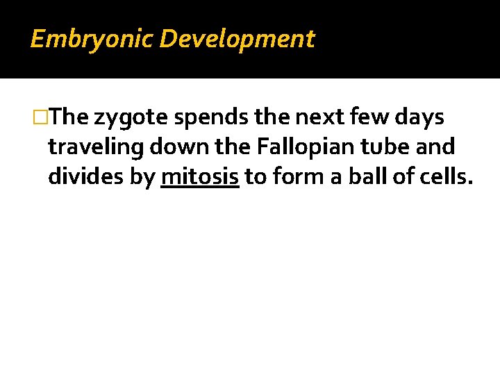 Embryonic Development �The zygote spends the next few days traveling down the Fallopian tube