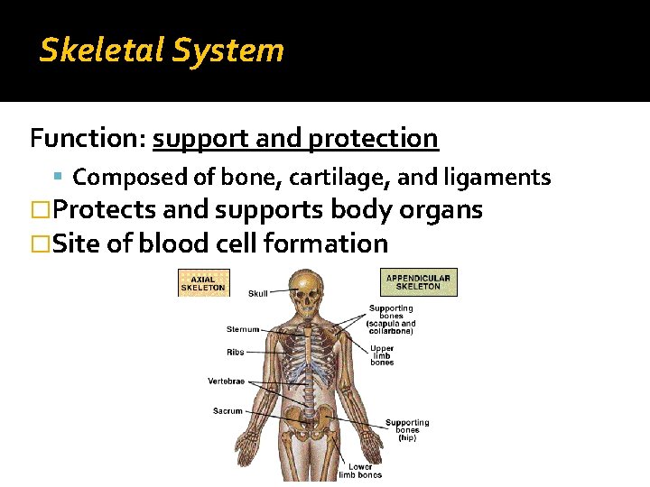 Skeletal System Function: support and protection Composed of bone, cartilage, and ligaments �Protects and