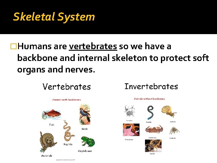 Skeletal System �Humans are vertebrates so we have a backbone and internal skeleton to