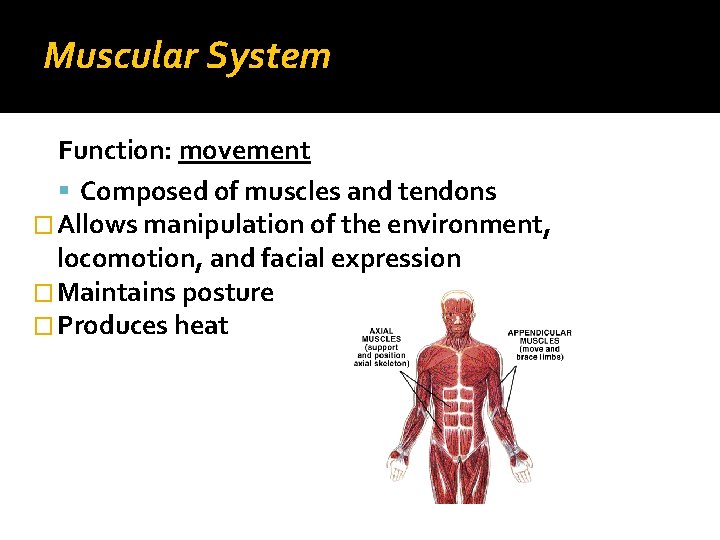 Muscular System Function: movement Composed of muscles and tendons � Allows manipulation of the