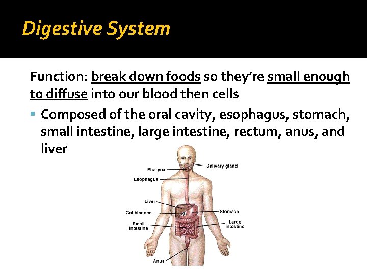 Digestive System Function: break down foods so they’re small enough to diffuse into our