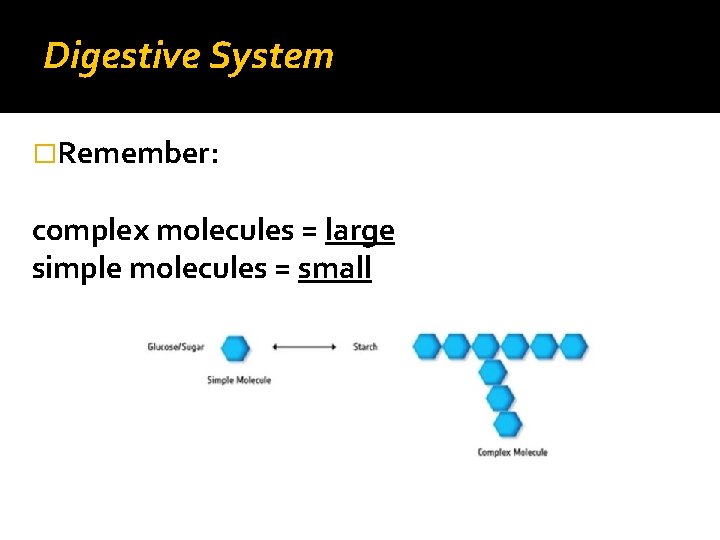Digestive System �Remember: complex molecules = large simple molecules = small 