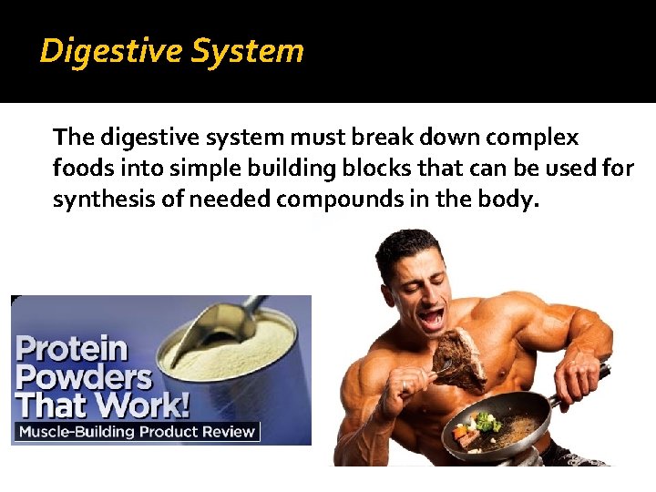 Digestive System The digestive system must break down complex foods into simple building blocks