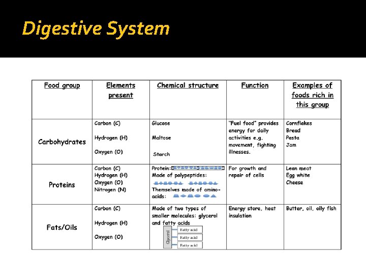 Digestive System 