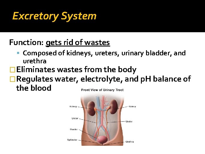 Excretory System Function: gets rid of wastes Composed of kidneys, ureters, urinary bladder, and