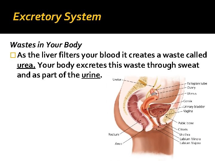 Excretory System Wastes in Your Body � As the liver filters your blood it